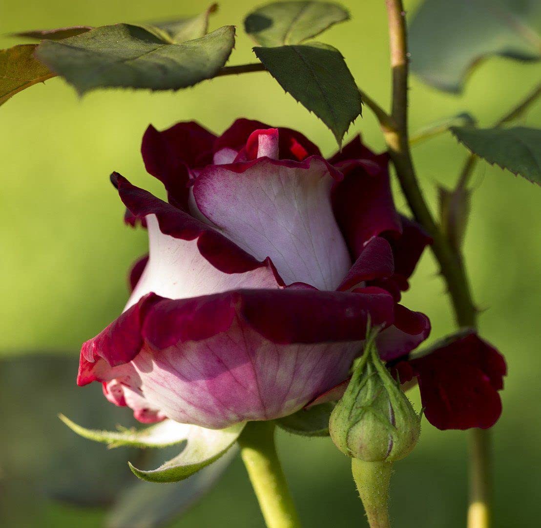 & (& scientific name) for planting in garden